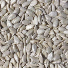 New Crop Sunflower Seeds Kernels